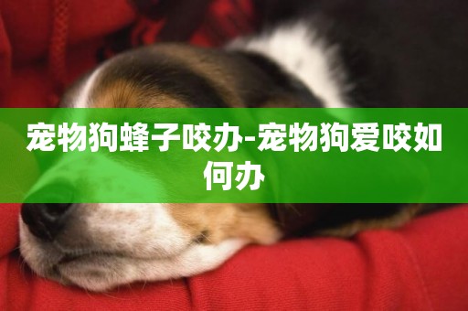 寵物狗蜂子咬辦-寵物狗愛咬如何辦