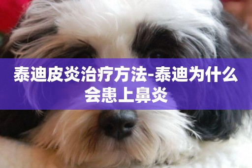 泰迪皮炎治療方法-泰迪為什么會患上鼻炎