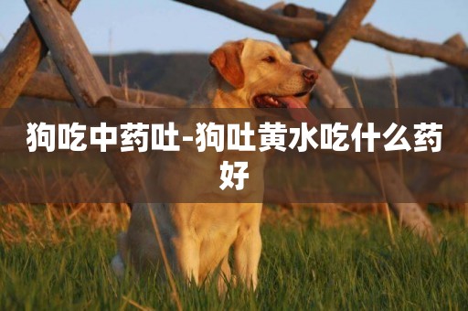 狗吃中藥吐-狗吐黃水吃什么藥好