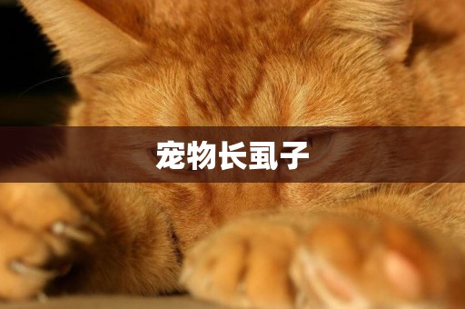 寵物長虱子