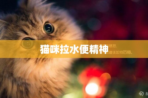 貓咪拉水便精神