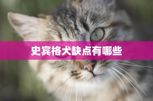史賓格犬缺點有哪些