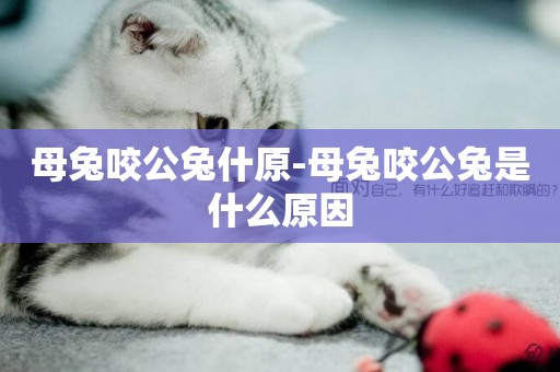 母兔咬公兔什原-母兔咬公兔是什么原因