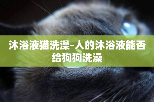 沐浴液貓洗澡-人的沐浴液能否給狗狗洗澡