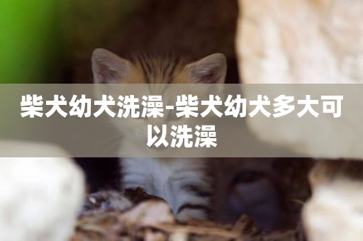柴犬幼犬洗澡-柴犬幼犬多大可以洗澡