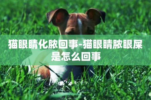 貓眼睛化膿回事-貓眼睛膿眼屎是怎么回事