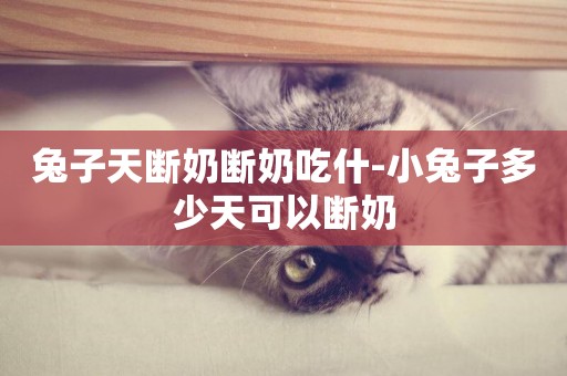 兔子天斷奶斷奶吃什-小兔子多少天可以斷奶