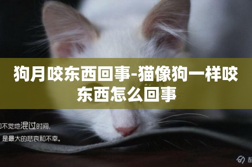 狗月咬東西回事-貓像狗一樣咬東西怎么回事