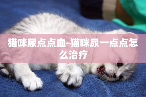 貓咪尿點點血-貓咪尿一點點怎么治療