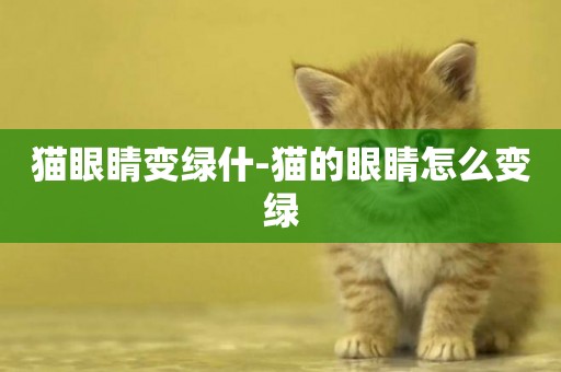 貓眼睛變綠什-貓的眼睛怎么變綠