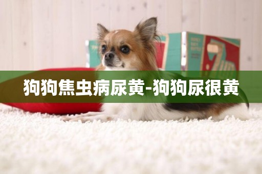 狗狗焦蟲病尿黃-狗狗尿很黃