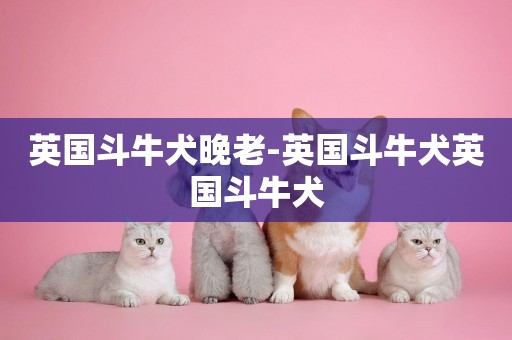 英國斗牛犬晚老-英國斗牛犬英國斗牛犬