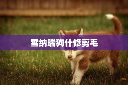 雪納瑞狗什修剪毛