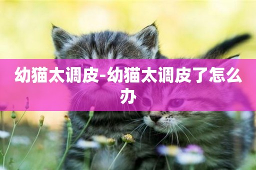 幼貓太調皮-幼貓太調皮了怎么辦