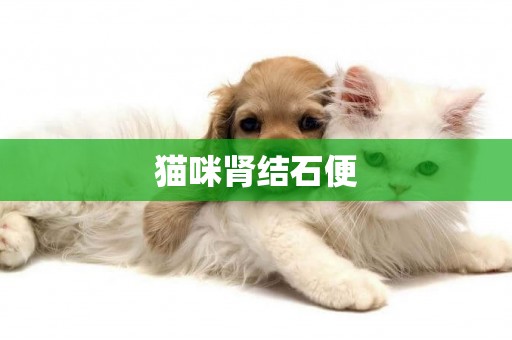 貓咪腎結石便
