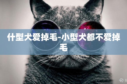 什型犬愛掉毛-小型犬都不愛掉毛