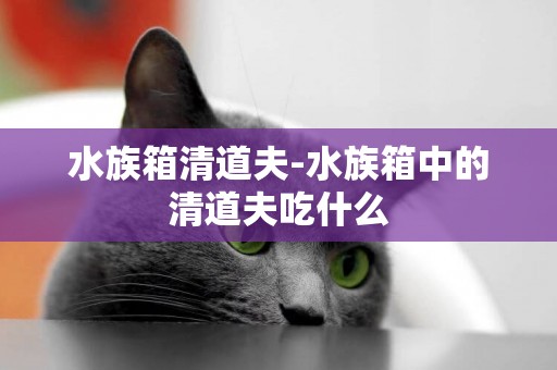 水族箱清道夫-水族箱中的清道夫吃什么