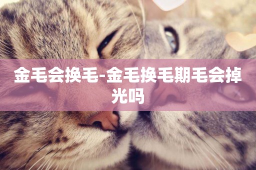 金毛會換毛-金毛換毛期毛會掉光嗎
