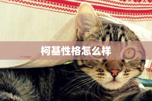 柯基性格怎么樣