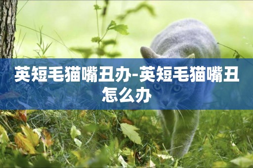 英短毛貓嘴丑辦-英短毛貓嘴丑怎么辦