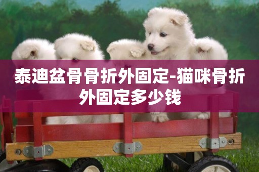 泰迪盆骨骨折外固定-貓咪骨折外固定多少錢