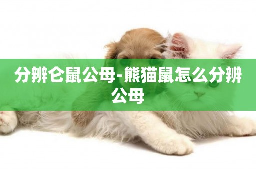 分辨侖鼠公母-熊貓鼠怎么分辨公母
