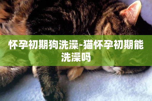 懷孕初期狗洗澡-貓懷孕初期能洗澡嗎
