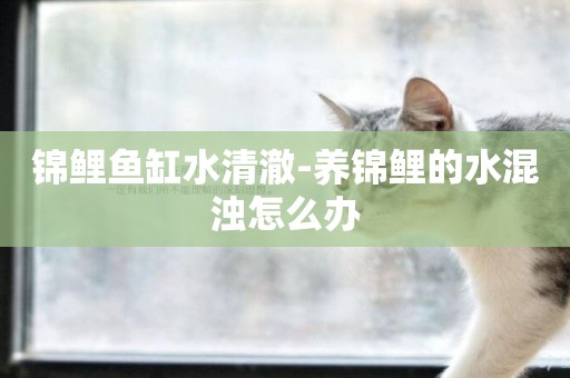 錦鯉魚缸水清澈-養錦鯉的水混濁怎么辦