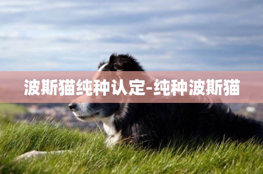 波斯貓純種認定-純種波斯貓