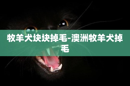 牧羊犬塊塊掉毛-澳洲牧羊犬掉毛
