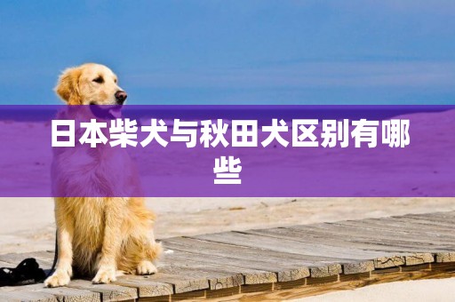 日本柴犬與秋田犬區別有哪些