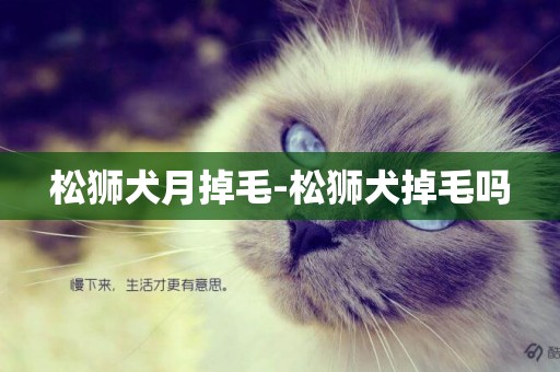 松獅犬月掉毛-松獅犬掉毛嗎