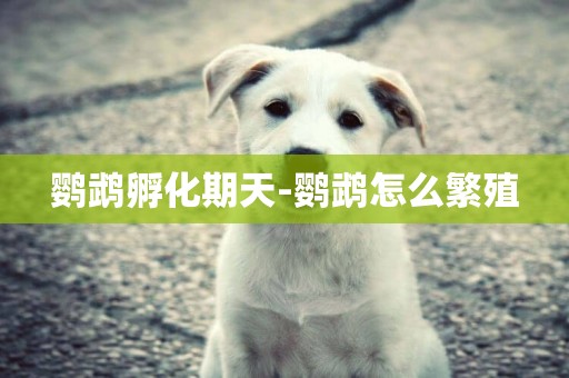 鸚鵡孵化期天-鸚鵡怎么繁殖