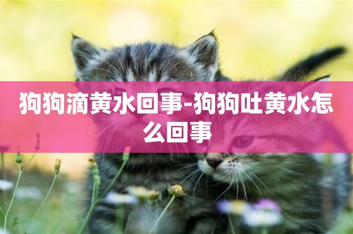 狗狗滴黃水回事-狗狗吐黃水怎么回事
