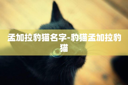 孟加拉豹貓名字-豹貓孟加拉豹貓