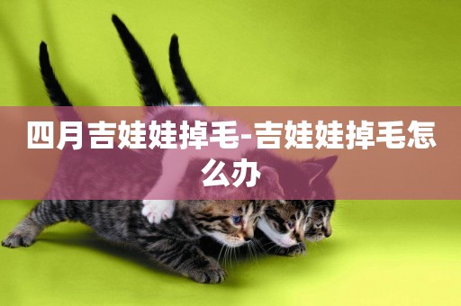 四月吉娃娃掉毛-吉娃娃掉毛怎么辦