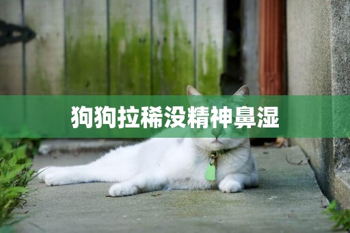 狗狗拉稀沒精神鼻濕