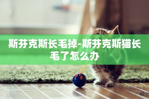 斯芬克斯長毛掉-斯芬克斯貓長毛了怎么辦