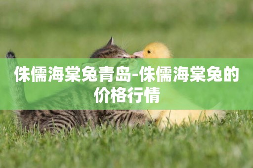 侏儒海棠兔青島-侏儒海棠兔的價格行情