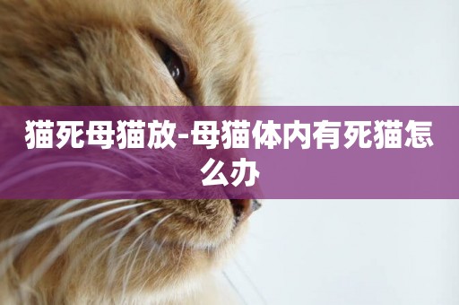 貓死母貓放-母貓體內有死貓怎么辦