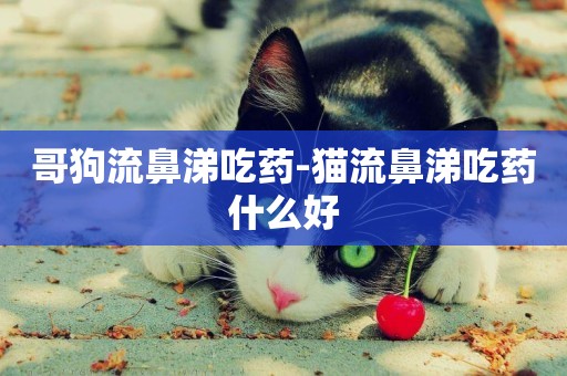 哥狗流鼻涕吃藥-貓流鼻涕吃藥什么好