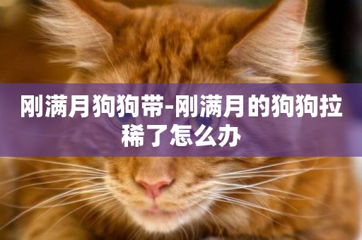 剛滿月狗狗帶-剛滿月的狗狗拉稀了怎么辦
