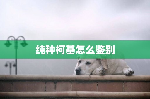 純種柯基怎么鑒別