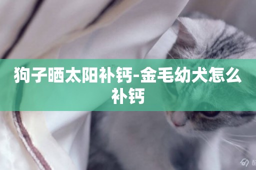 狗子曬太陽補鈣-金毛幼犬怎么補鈣