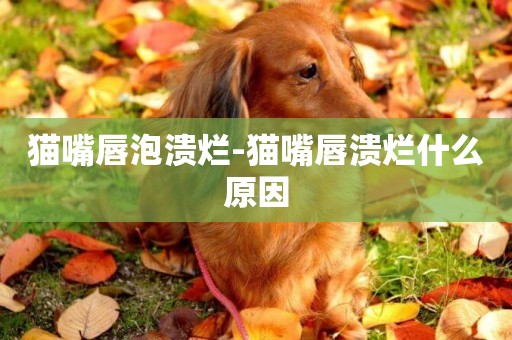 貓嘴唇泡潰爛-貓嘴唇潰爛什么原因