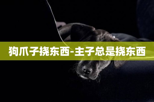 狗爪子撓東西-主子總是撓東西