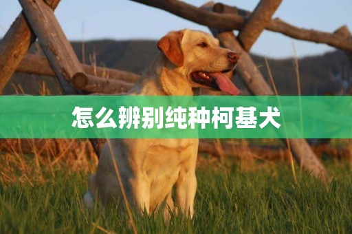 怎么辨別純種柯基犬