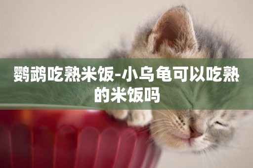 鸚鵡吃熟米飯-小烏龜可以吃熟的米飯嗎