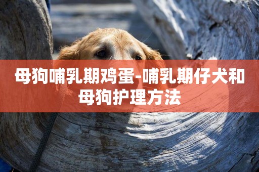 母狗哺乳期雞蛋-哺乳期仔犬和母狗護理方法