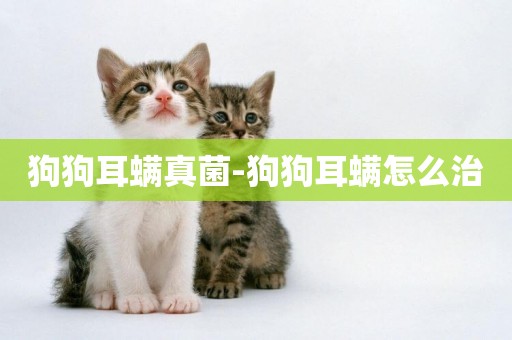 狗狗耳螨真菌-狗狗耳螨怎么治